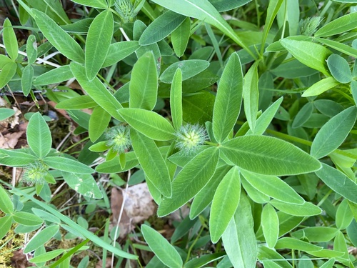 Zigzag clover (Trifolium medium)