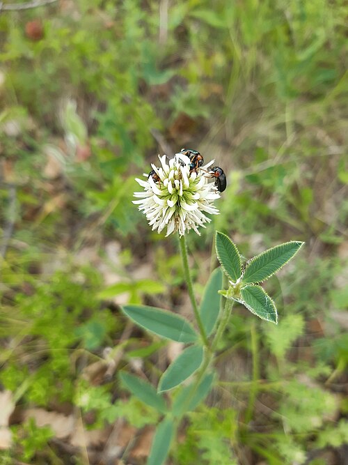 Mountain clover: mountain clover