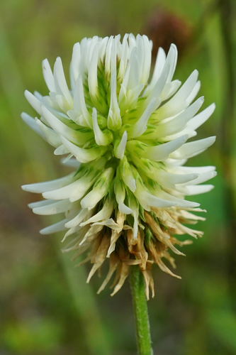 Mountain clover (Trifolium montanum)