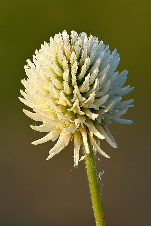 Mountain clover: Mountain clover inflorescence (Ø15–20 mm) covered with morning dew