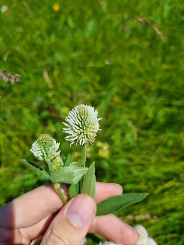 Mountain clover (Trifolium montanum)