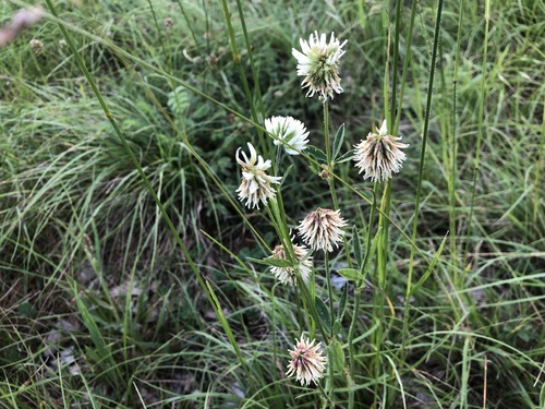 Mountain clover (Trifolium montanum)