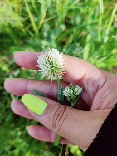Mountain clover (Trifolium montanum)