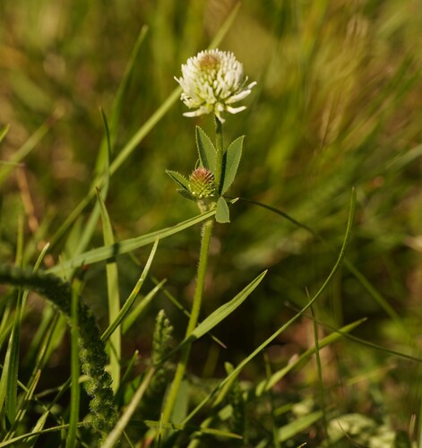 Mountain clover (Trifolium montanum)