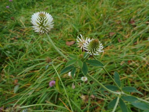 Mountain clover (Trifolium montanum)