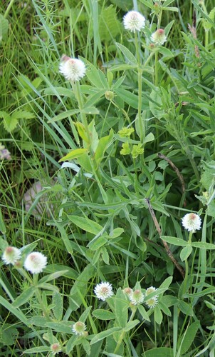 Mountain clover (Trifolium montanum)