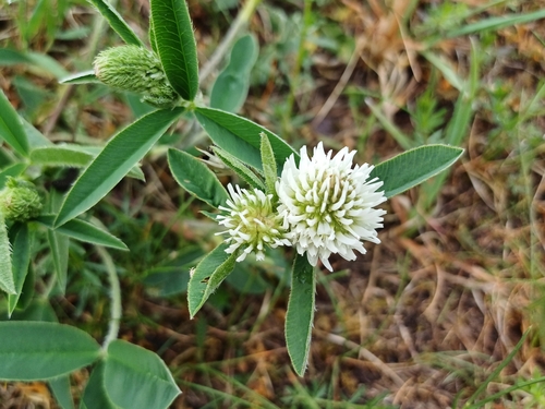 Mountain clover (Trifolium montanum)