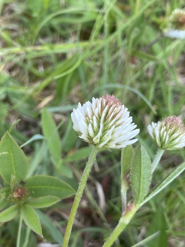 Mountain clover (Trifolium montanum)