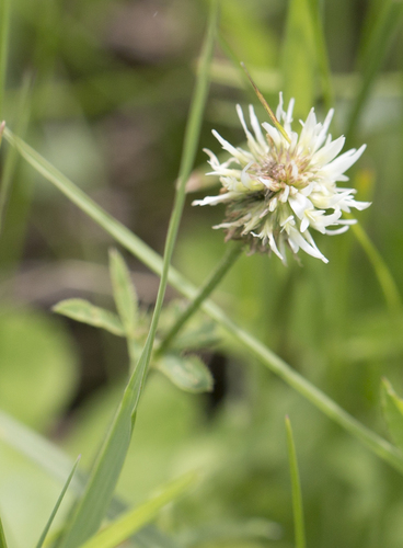 Mountain clover (Trifolium montanum)