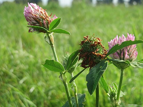Red clover: Wiesenklee ( Trifolium pratense ) in Hockenheim
