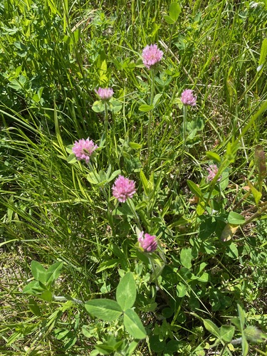 Red clover (Trifolium pratense)