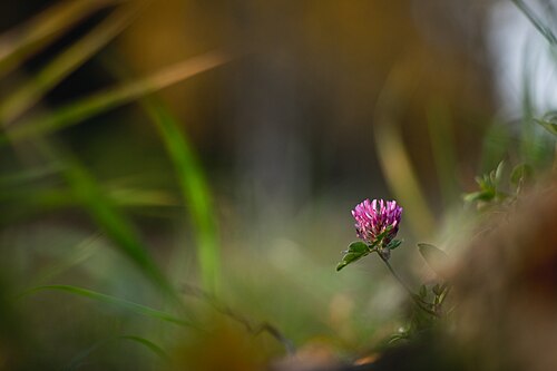 Red clover: AKA Red clover, puna-apila (fin). Taken with Canon FD 85mm F1.8 / Full frame sensor / Natural light / Lightroom.