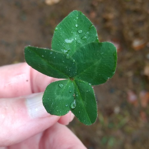 Red clover (Trifolium pratense)