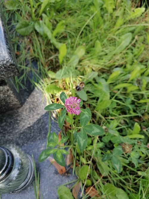 Red clover: Red clover Trifolium pratense, Cemetery Panewnicka Street Katowice, Poland.