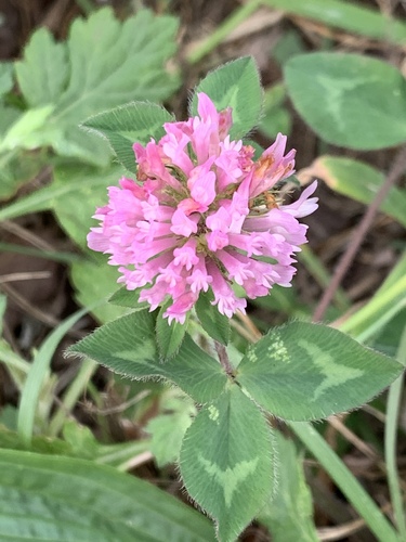 Red clover (Trifolium pratense)