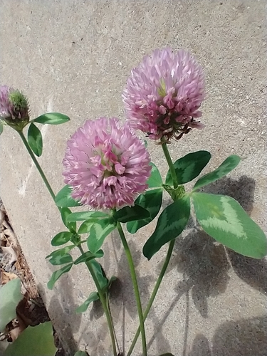 Red clover (Trifolium pratense)