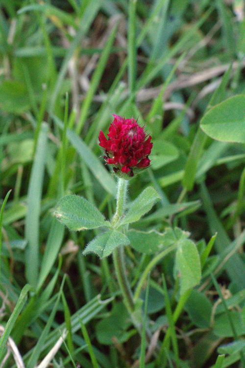Red clover: Trifolium pratense (ssp. americanum ?) in Oberwald "Naturpark Hoher Vogelsberg" near Lanzenhain, Herbstein, Hesse, Germany