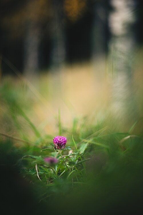 Red clover: AKA Red clover, puna-apila (fin). Taken with Canon FD 85mm F1.8 / Full frame sensor / Natural light / Lightroom.