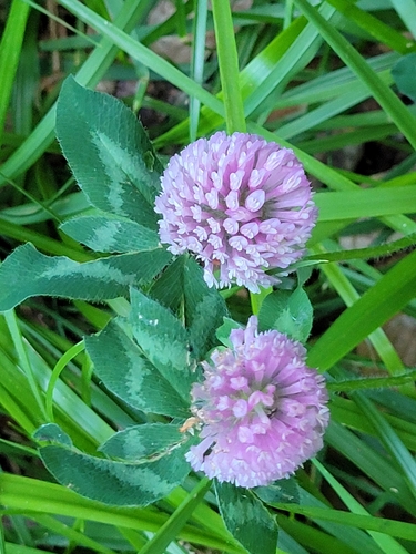 Red clover (Trifolium pratense)