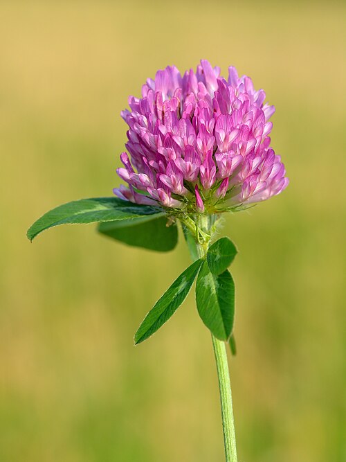 Red clover: Red clover ( Trifolium pratense ). Keila, Northwestern Estonia.