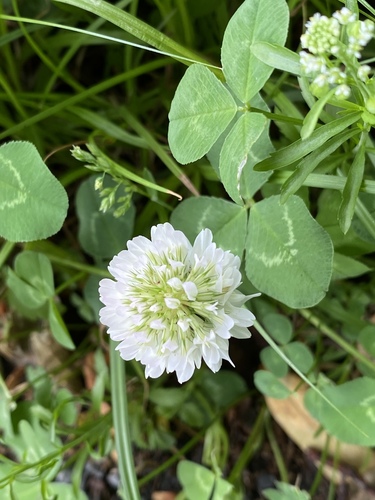 White clover (Trifolium repens)
