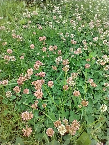 White clover