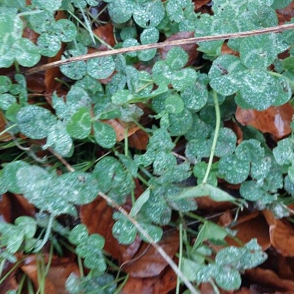 White clover (Trifolium repens)