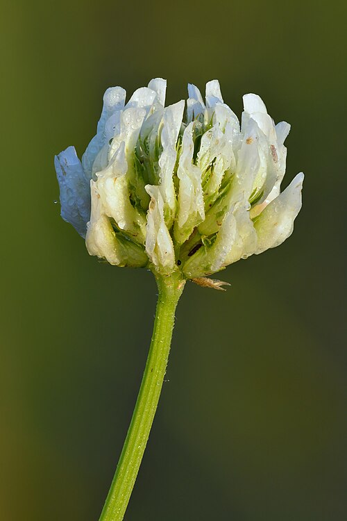 White clover: White clover inflorescence (Ø15–20 mm) covered with morning dew