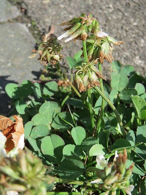 White clover: Ritzenbotanik: Weiß-Klee ( Trifolium repens ) in Saarbrücken