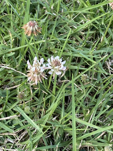 White clover (Trifolium repens)