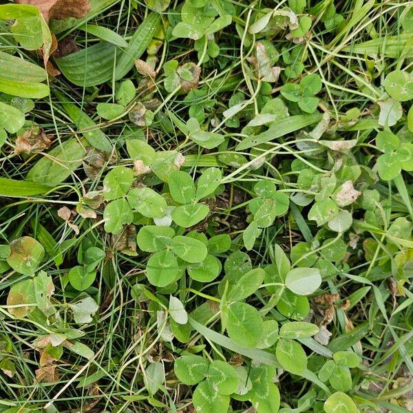 White clover (Trifolium repens)