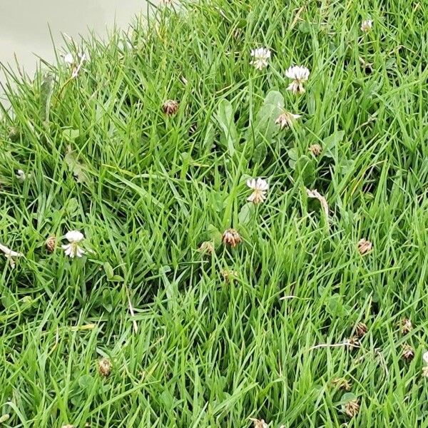 White clover (Trifolium repens)
