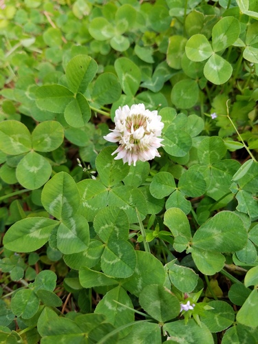 White clover (Trifolium repens)