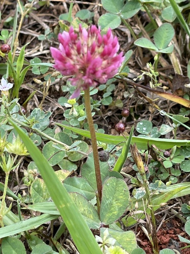 White clover (Trifolium repens)