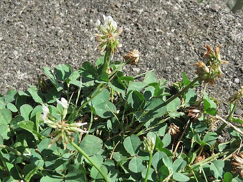 White clover: Ritzenbotanik: Weiß-Klee ( Trifolium repens ) in Saarbrücken
