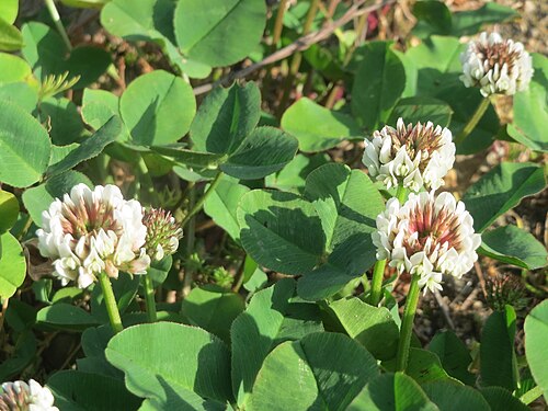 White clover: Weiß-Klee ( Trifolium repens ) auf einer Brachfläche am Messplatz in Hockenheim