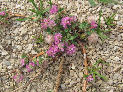 Reversed clover (Trifolium resupinatum)