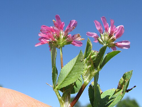 Reversed clover: Introduced, cool-season, annual, hairless, semi-erect legume, with thick hollow stems. Leaves have 3 obovate leaflets, each strongly veined, toothed and on stal