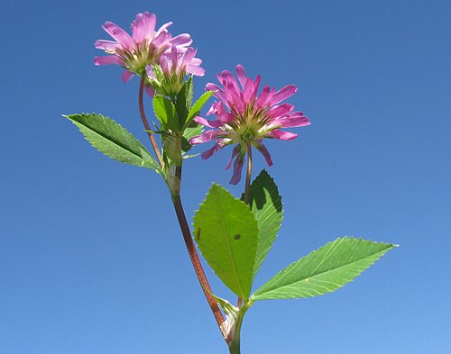 Reversed clover: Introduced, cool-season, annual, hairless, semi-erect legume, with thick hollow stems. Leaves have 3 obovate leaflets, each strongly veined, toothed and on stal