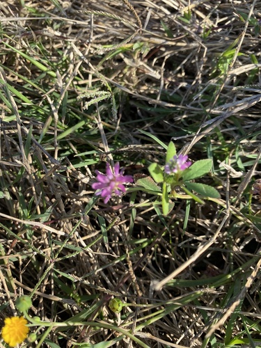 Reversed clover (Trifolium resupinatum)