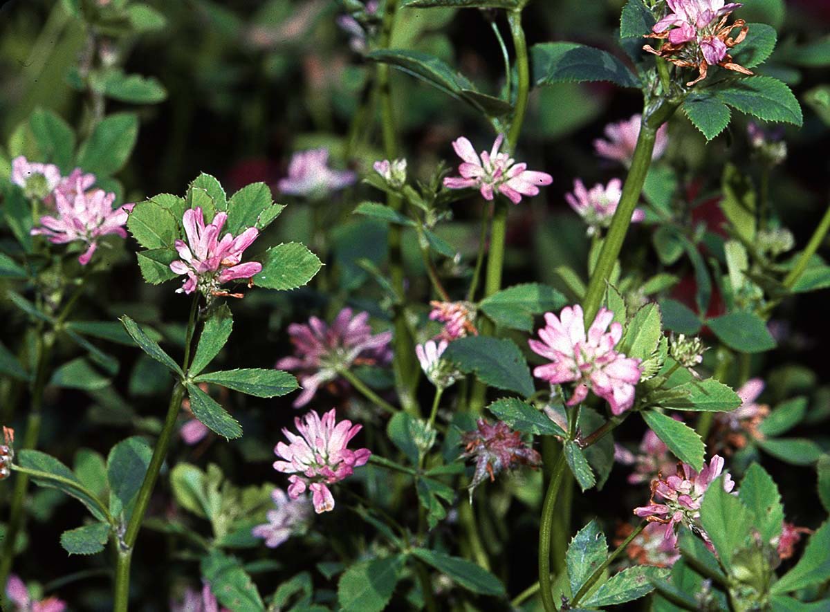 Reversed clover (Trifolium resupinatum)