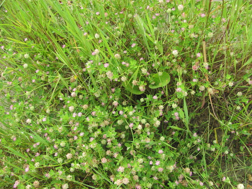 Reversed clover (Trifolium resupinatum)