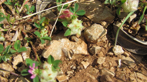 Reversed clover (Trifolium resupinatum)