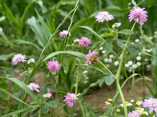 Reversed clover (Trifolium resupinatum)