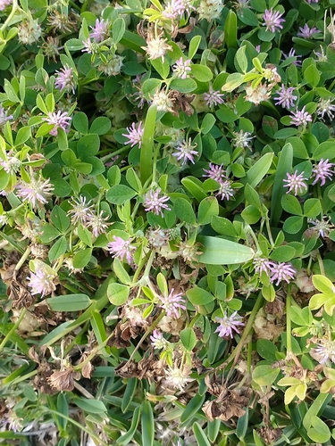Reversed clover