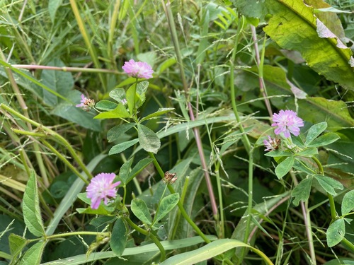 Reversed clover (Trifolium resupinatum)