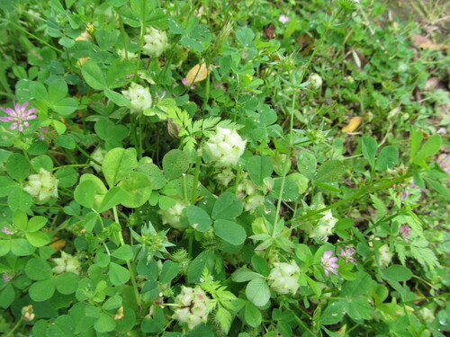 Reversed clover (Trifolium resupinatum)
