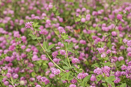 Reversed clover: One of the species present at the pasture.