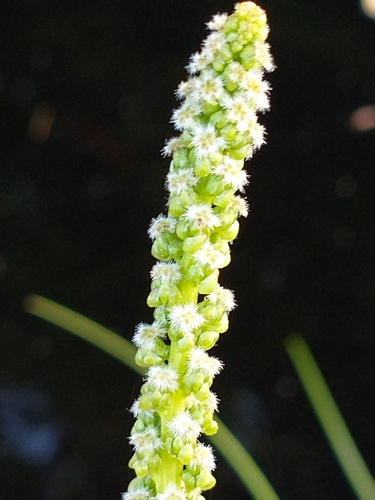 Sea arrowgrass (Triglochin maritima)