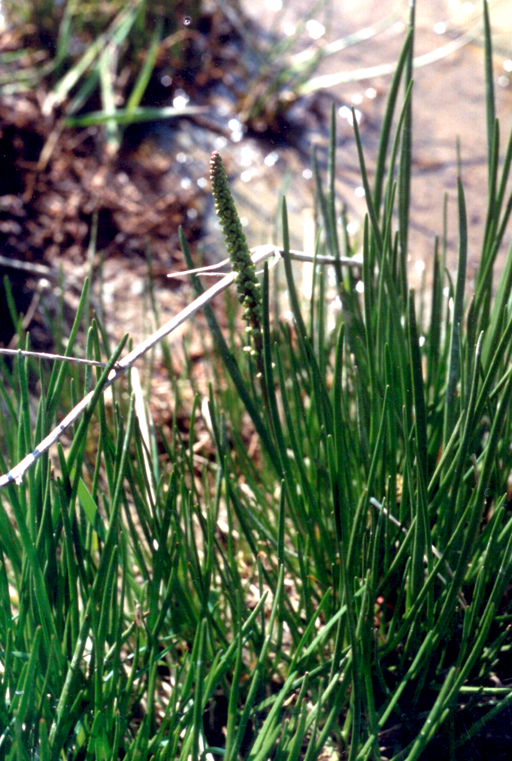 Sea arrowgrass: Stranddreizack ( Triglochin maritima ), Salzwiese an ostfriesischer Festlandsküste
